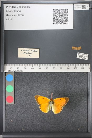 Media type: image;   Entomology 124618